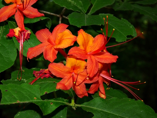 {Rhododendron cumberlandense}